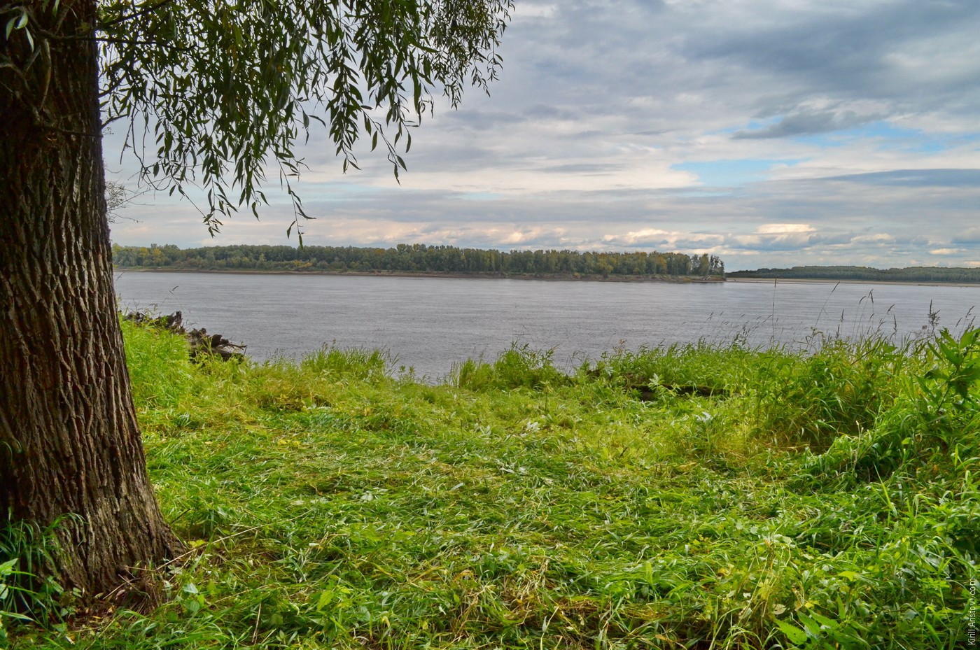 На стволе ивы виден уровень реки во время весеннего половодья, Location: Река Обь. Колпашевский район, Томская область, Россия.