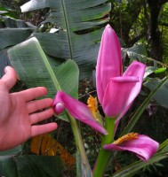 Цветок банановой пальмы. 