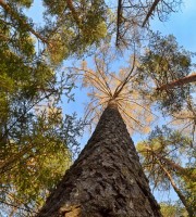 Древняя лиственница. Очень-очень высокая и толстая лиственница (Larch), их много, в лесах вдоль горного участка моей Улыбающейся реки.