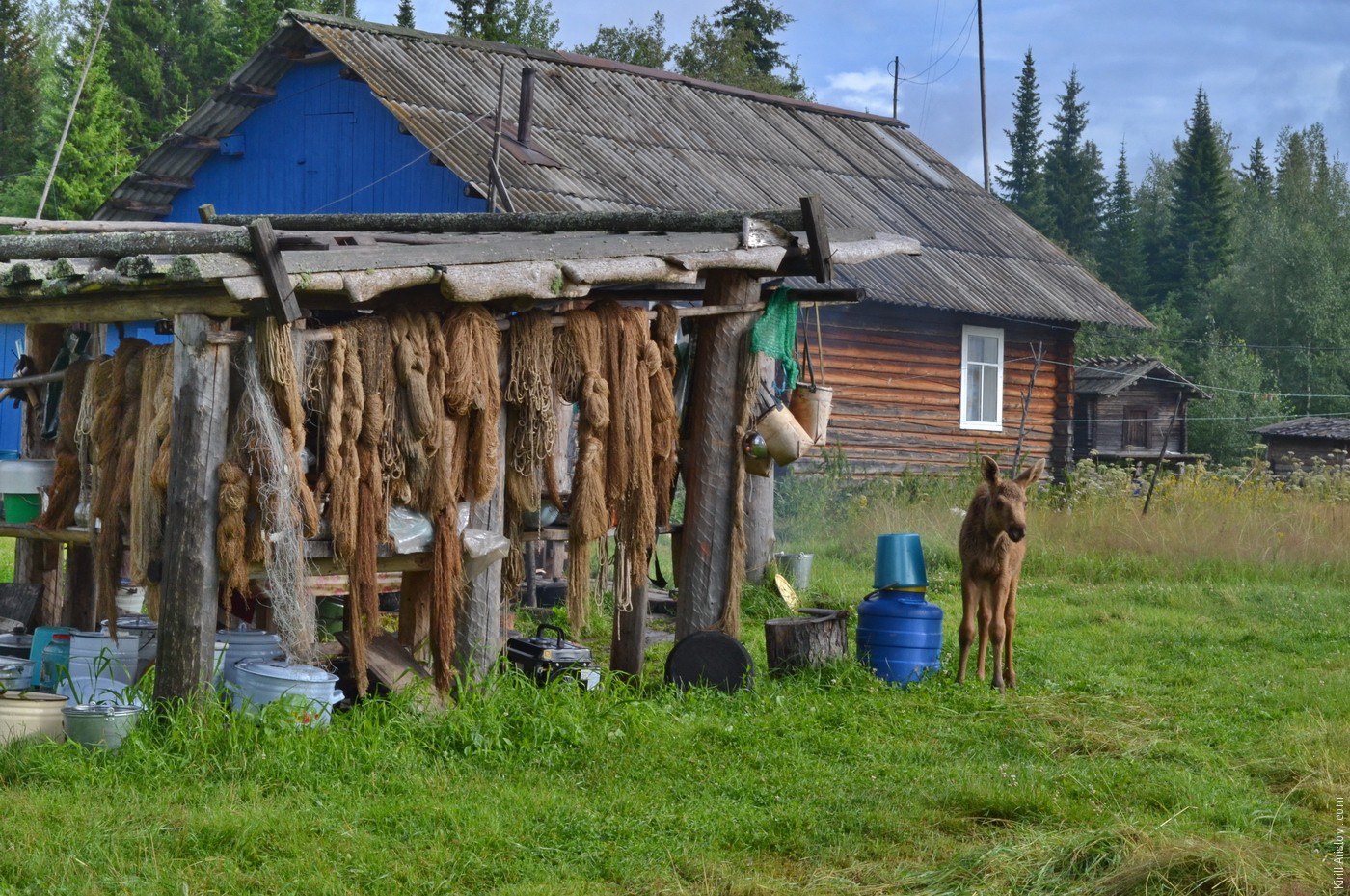 Лосёнок в деревне хантов, Location: Деревня Ярсино на реке Демьянка. Уватский район, Тюменская область, Россия.